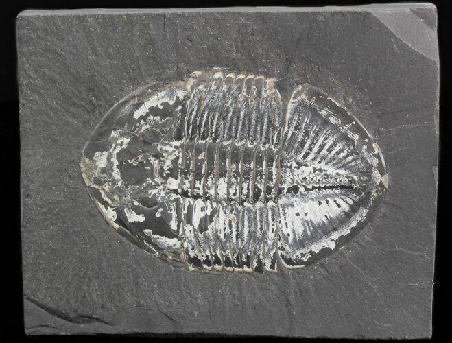 Pseudogygites Trilobite - Ontario #42803
